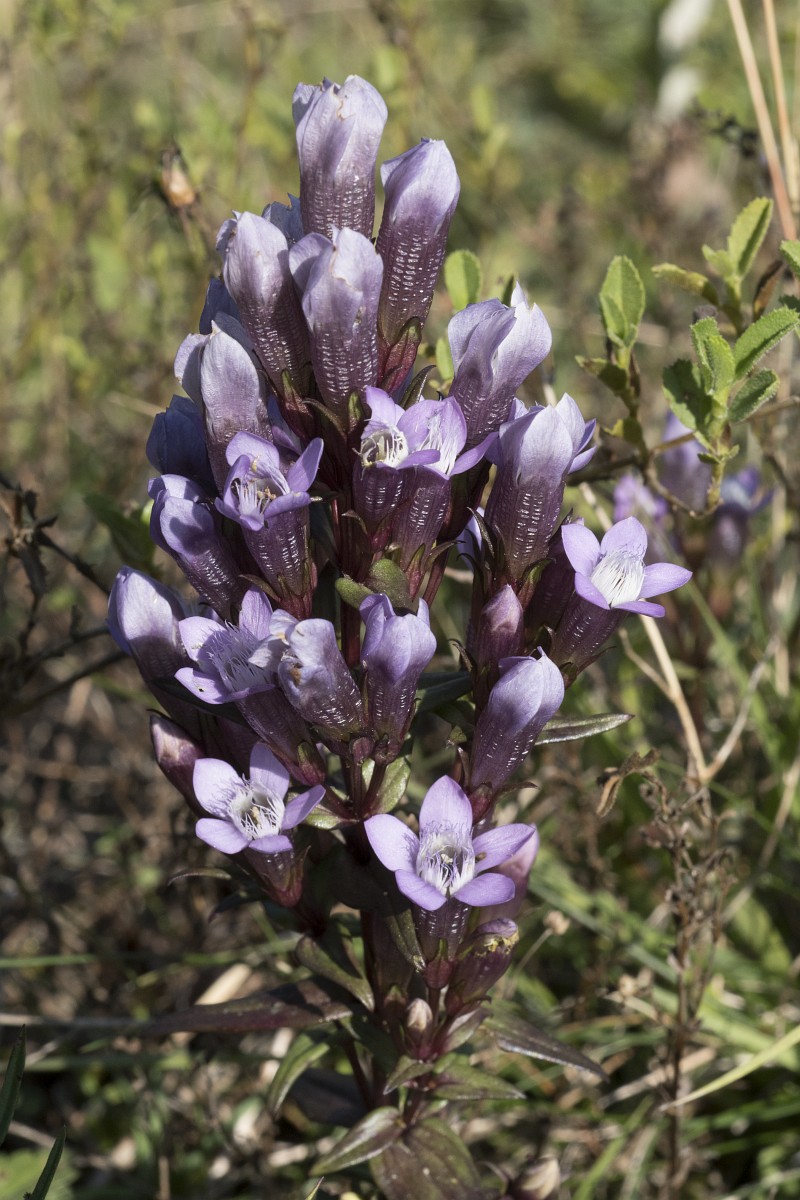Gentiana germanica
